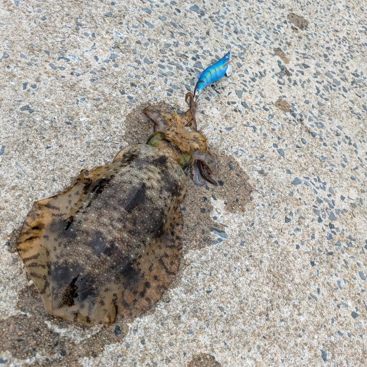 夏エギング🦑