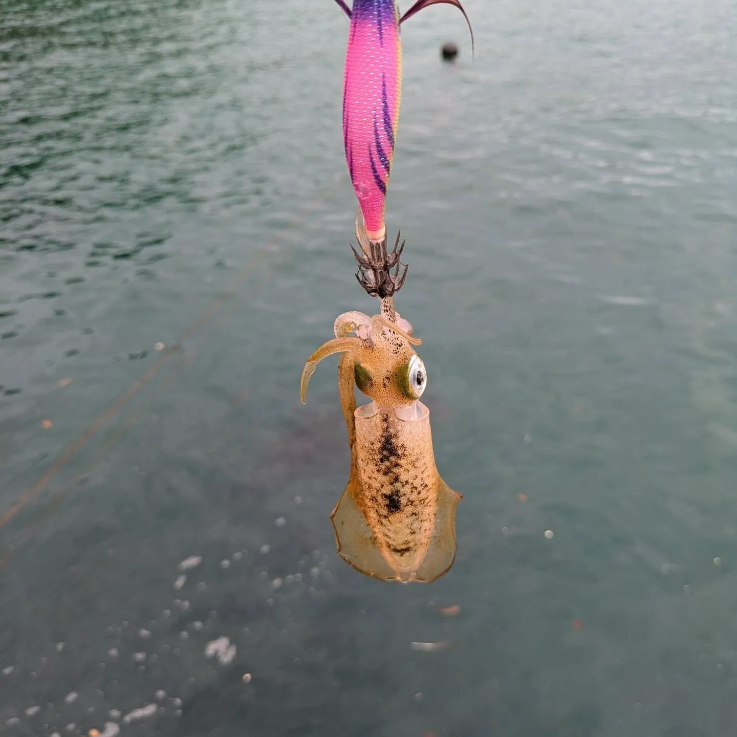 夏エギング🦑