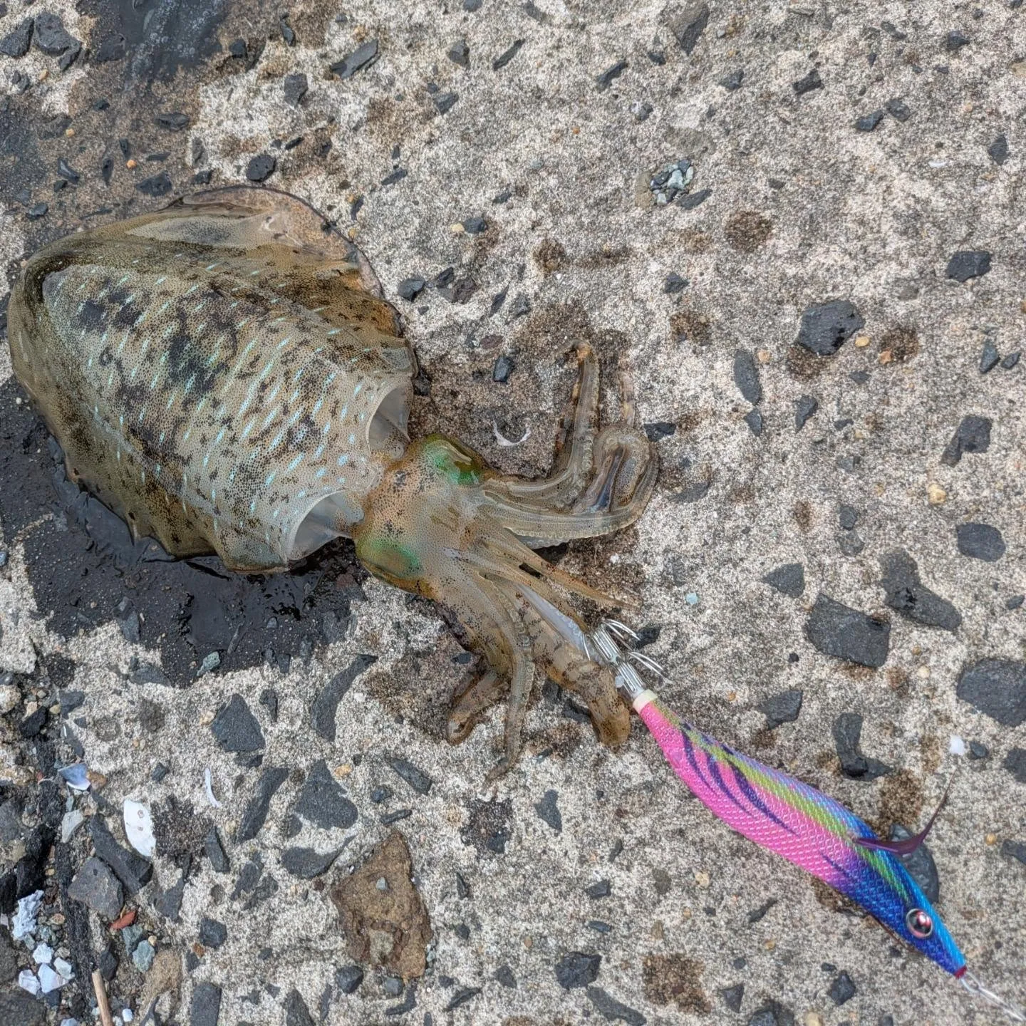 夏エギング🦑