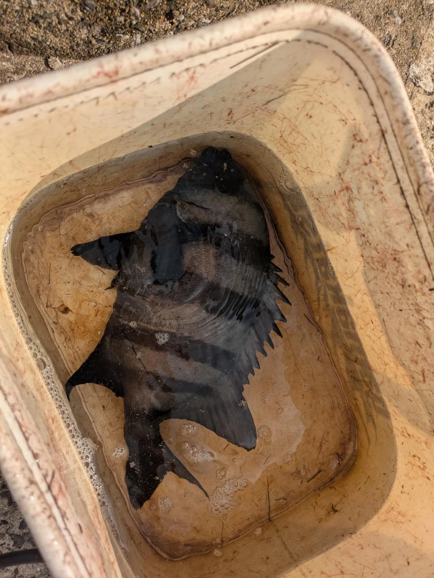 堤防イシダイ釣り。