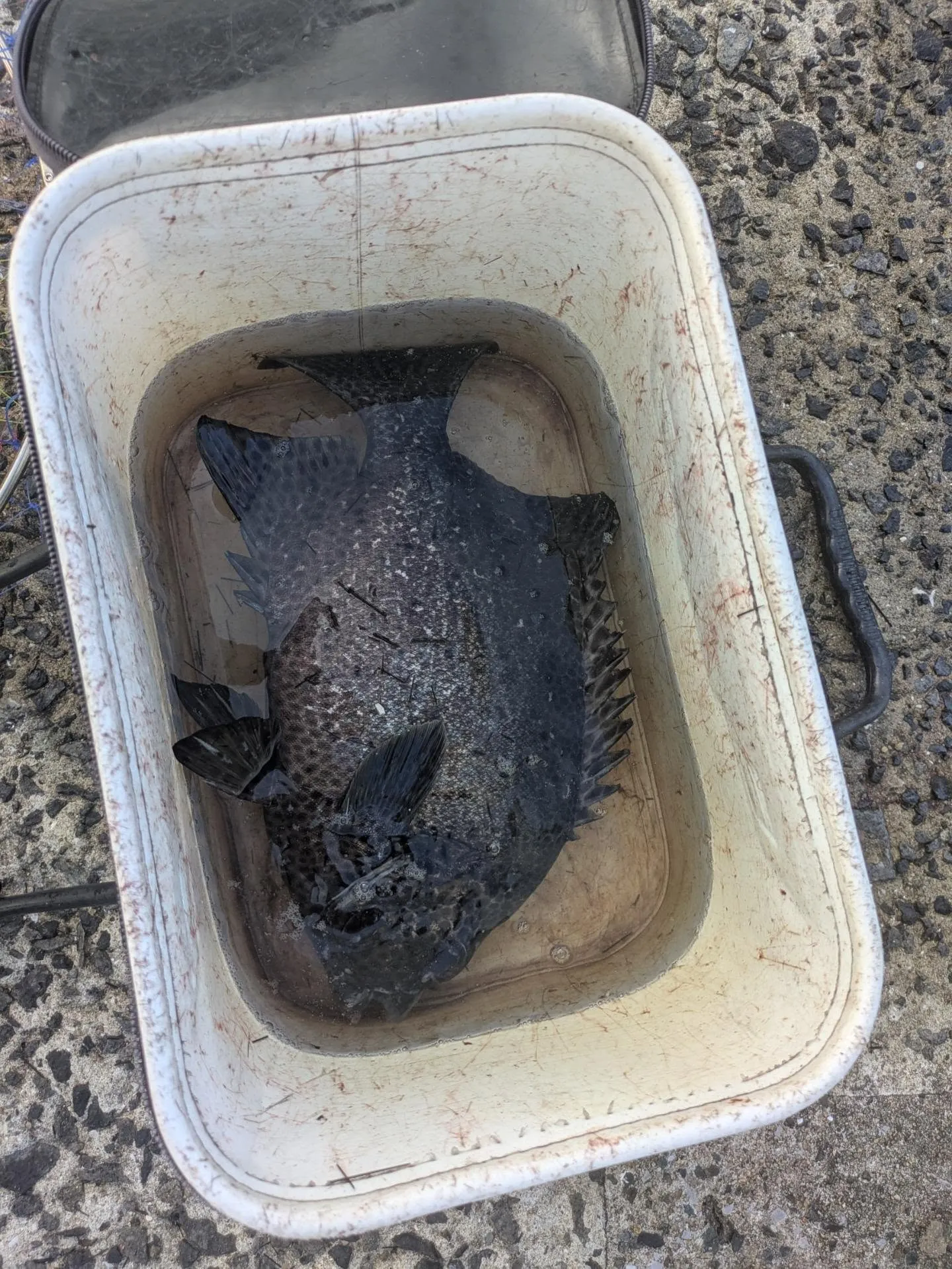 堤防イシダイ釣り。