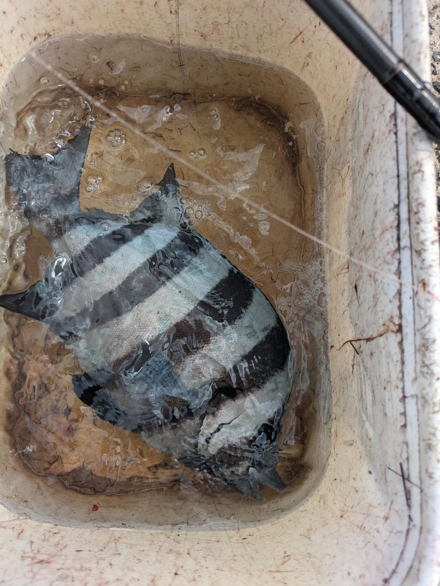 堤防イシダイ釣り。