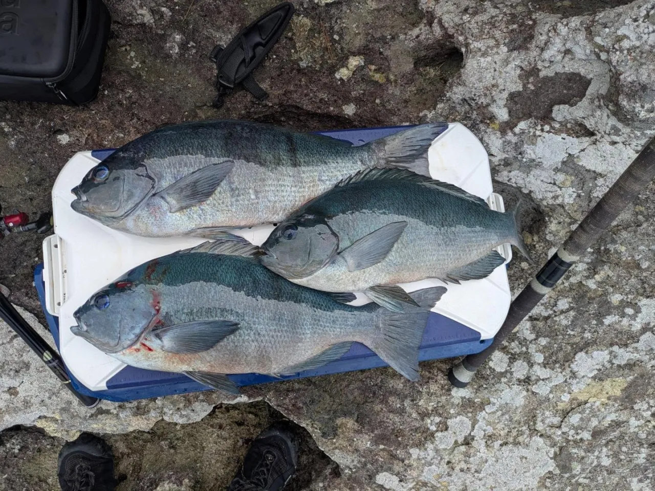 沖磯釣行