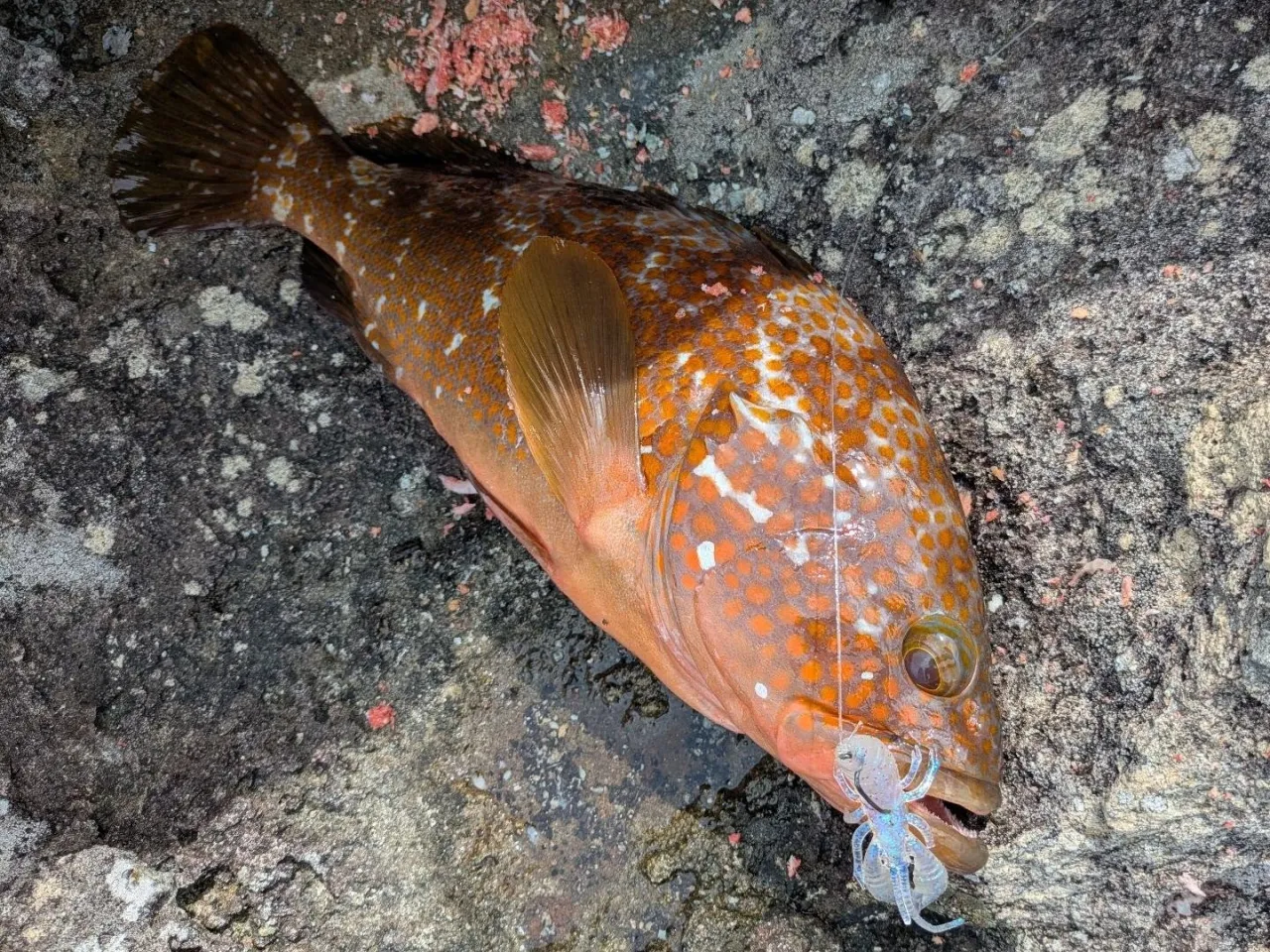 沖磯釣行